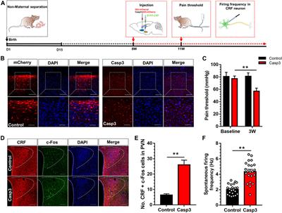 BNSTAVGABA-PVNCRF Circuit Regulates Visceral Hypersensitivity Induced by Maternal Separation in Vgat-Cre Mice